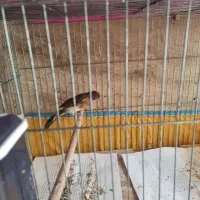 قناری نر جوان