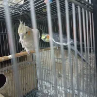 عروس هلندی مولد