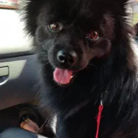 واگذاری|سگ|اهواز, کوی شاهد|دیوار