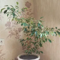 گل بنجامین ابلغ