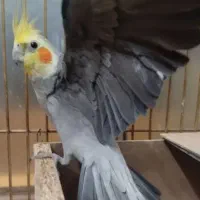 جوجه عروس هلندی|پرنده|طرقبه, |دیوار