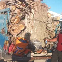 هرس و بریدن درخت رایگان همه نوع تخصصی