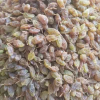 کشمش سایه خشک ارگانیک|خوردنی و آشامیدنی|یاسوج, |دیوار