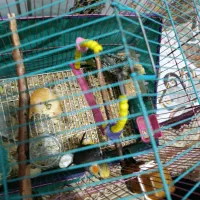 عروس هلندی و جوجه عروس هلندی