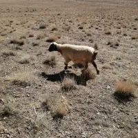 فروش 3راس میش جوان ترکی
