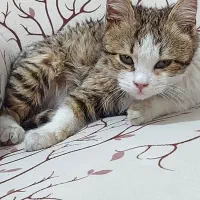 واگذاری گربه