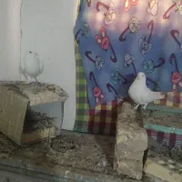 رویه عکس ها بزنین هم هستن