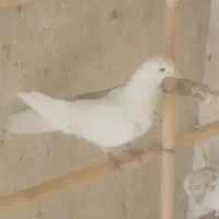 باسلام خدمت همه عشق بازا 30تا کفتر پرشی