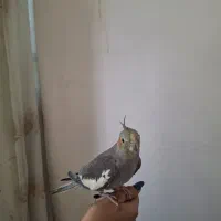 یک عددعروس هلندی