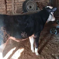 گوساله نر سیمینتال