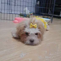 فروش فوری قیمت ۴|سگ|قم, ناصردیوان|دیوار