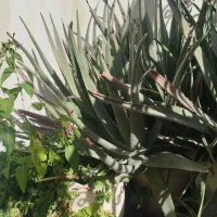 آلوورا گوشتی|گل و گیاه طبیعی|تهران, ایوانک|دیوار