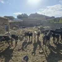 ۴۰راس خر (الاغ)