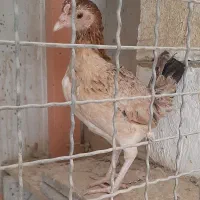 مرغ کوشامو یا لاری مینیاتوری۱۱ماهه|حیوانات مزرعه|ورامین, شهرک مدرس|دیوار