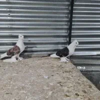 کبوتر تزئینی|پرنده|شاهرود, |دیوار