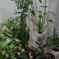 کود و گلدان هیدروپونیک|گل و گیاه طبیعی|هشتگرد, شهرک پامچال|دیوار