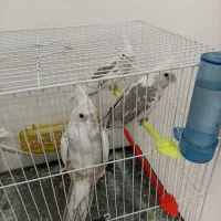 عروس هلندی دوکت آلبینو  مولد