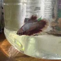 فایتر پلاکت نر رد باترفلای|ماهی|ارومیه, |دیوار