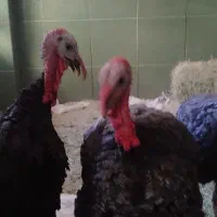 بوقلمون نر|حیوانات مزرعه|شراء, |دیوار