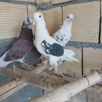 کبوتر|پرنده|مبارکه, |دیوار