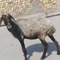 گوسفند ۵۰ کیلویی جوان