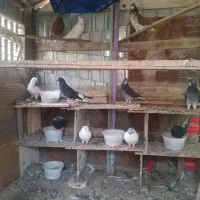 همه حیوان یکجا بع فروش میرسد|پرنده|گمیشان, |دیوار