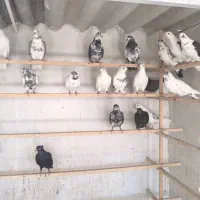 کبوتر پرشی|پرنده|آران و بیدگل, |دیوار