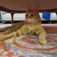 واگذاری گربه