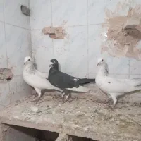 ۳عدد پرشی|پرنده|اسفراین, |دیوار