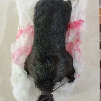 خیک روغن|ظروف نگهدارنده، پلاستیکی، یکبارمصرف|الیگودرز, |دیوار