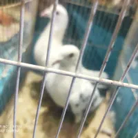 کفتر|پرنده|کرمان, |دیوار