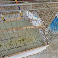 مزغ عشق