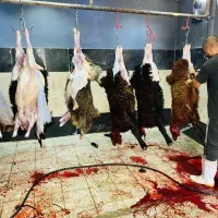 پرواربندی گوسفند زنده عقیقه وقربانی مصرفی