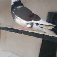 کبوتر ابلق تیکه پاره ماده|پرنده|مشگین شهر, |دیوار