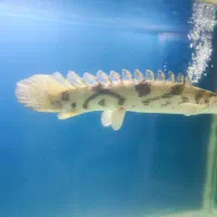 پلی اندی‌چری