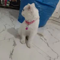 گربه اسکاتیش