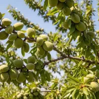 فروش نهال مثمرو غیرمثمر درنهالستان غرب نهال