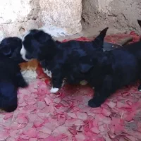 نژادشیتزو تریر|سگ|قزوین, |دیوار