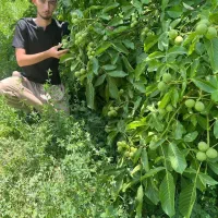 تولید نهال گردو خوشه ای|خدمات باغبانی و درختکاری|اردکان, |دیوار