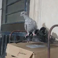 کبوتر سرور دم سفید نر|پرنده|فیروزآباد (فارس), |دیوار