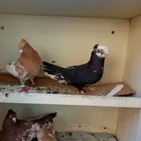 کبوتر سینه ای چندجفت|پرنده|کرج, اخگرآباد|دیوار