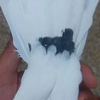 کفتر کبوتر طوقی سه بر قفل|پرنده|شیراز, پارک کوهستانی بوستان|دیوار