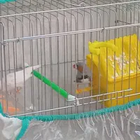 فنچ