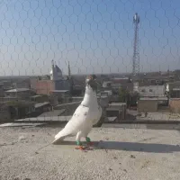 کبوتر،کفتر،عشق