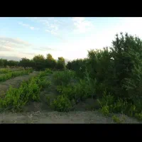 باغ-1150-متری-میوه