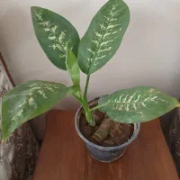 انجیری و پتوس و...|گل و گیاه طبیعی|مراغه, |دیوار