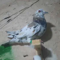 کفتر سار لکه دار هوایی نر و ماده