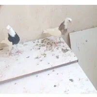کبوتر طوقی