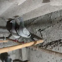 دوعددپرنده مسافتی