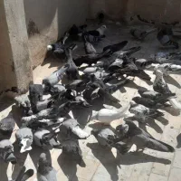 فروش کبوتر پر به شرط|پرنده|اصفهان, نصرآباد|دیوار